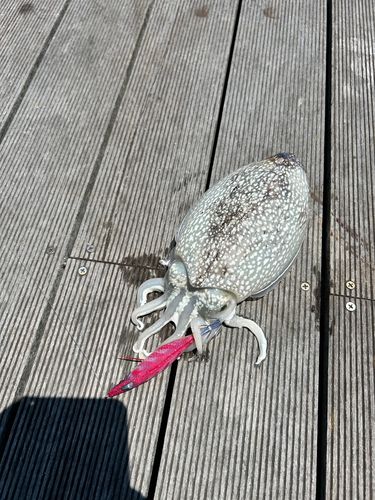 シリヤケイカの釣果