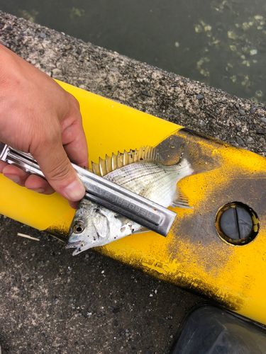 キビレの釣果