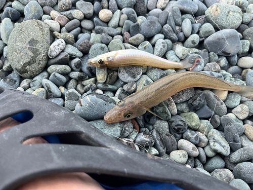 キスの釣果
