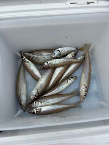 キスの釣果