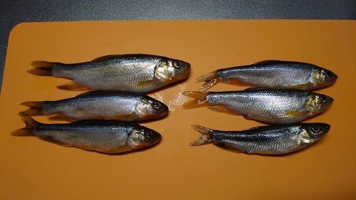 カワムツの釣果
