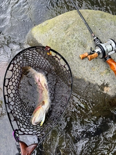 レインボートラウトの釣果