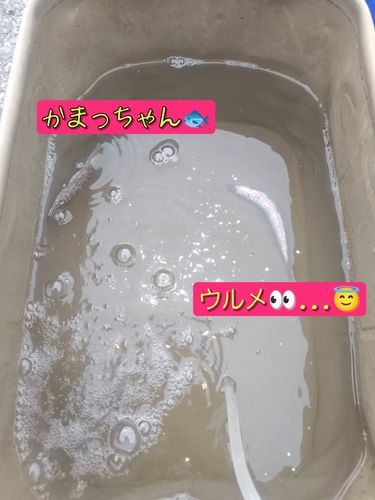 カマスの釣果