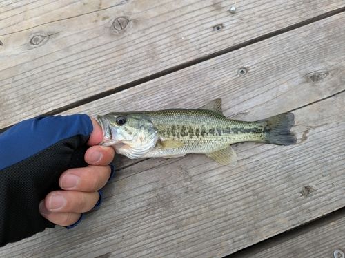 ラージマウスバスの釣果