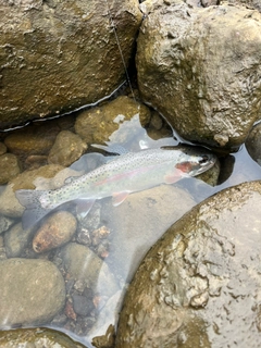 ニジマスの釣果