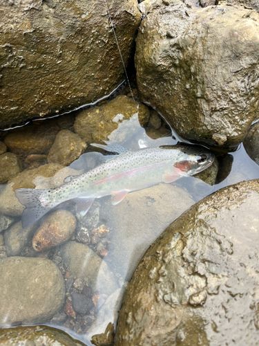ニジマスの釣果