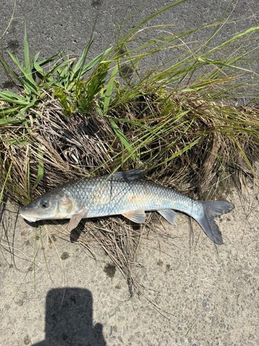 ニゴイの釣果
