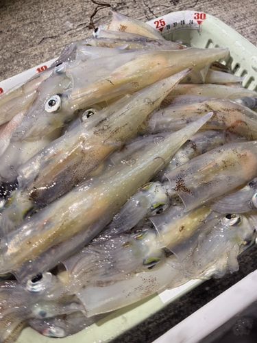 ヤリイカの釣果