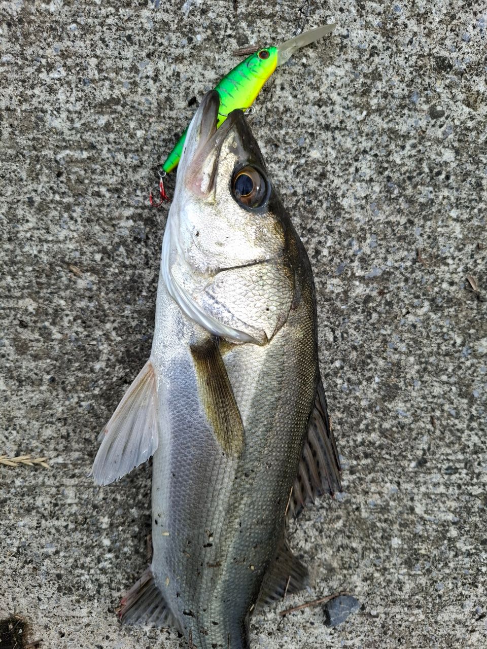 SHIMANO 20ルナミス S96Mの最安値・インプレ・釣果 | 本音の口コミが