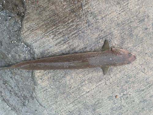 エソの釣果