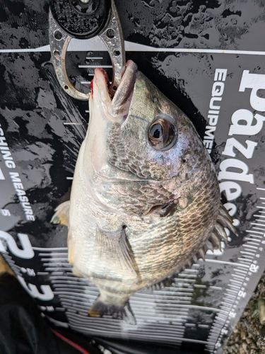 キビレの釣果