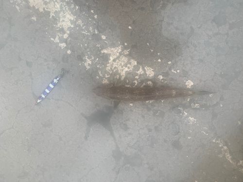 エソの釣果