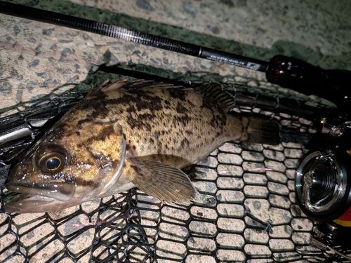 クロソイの釣果