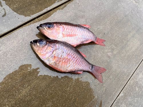 ネンブツダイの釣果