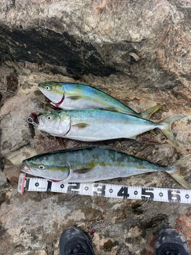 ワラサの釣果