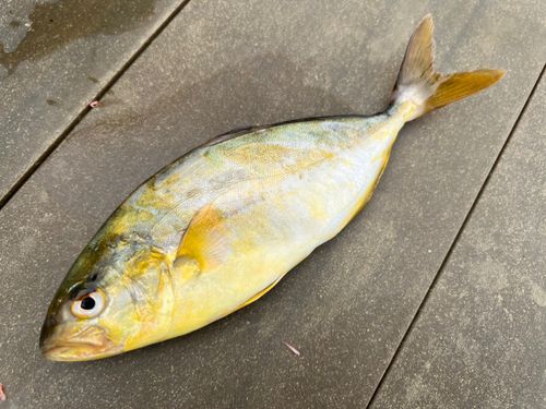 ショゴの釣果