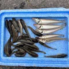 シロギスの釣果