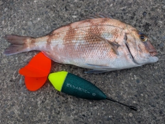 マダイの釣果