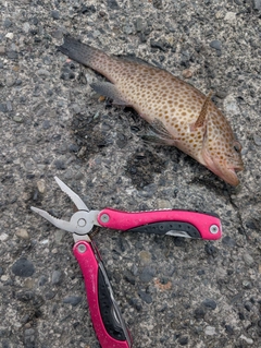オオモンハタの釣果