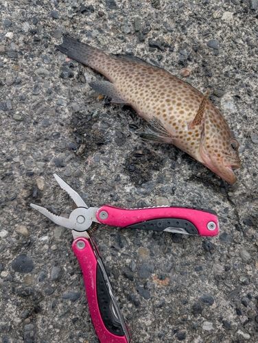 オオモンハタの釣果