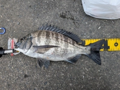 クロダイの釣果