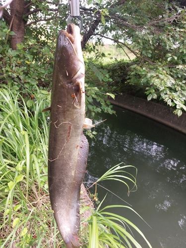 ナマズの釣果
