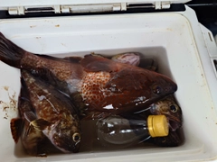 カサゴの釣果