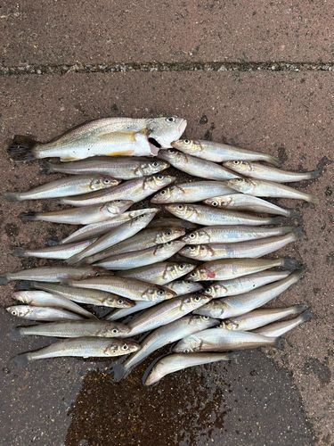 シロギスの釣果