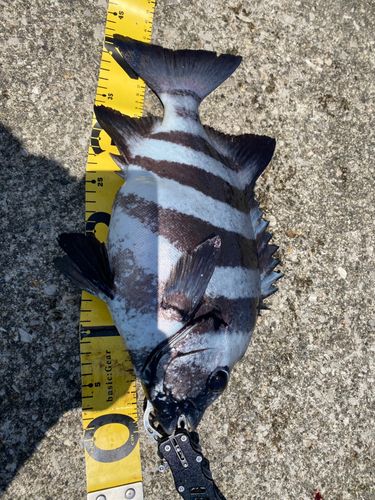 イシダイの釣果