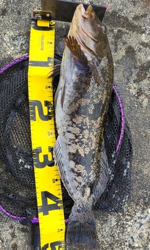 アイナメの釣果