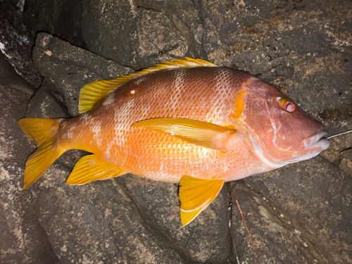 シブダイの釣果