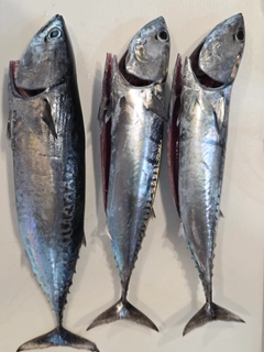 メジカの釣果