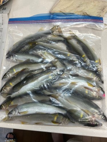アユの釣果