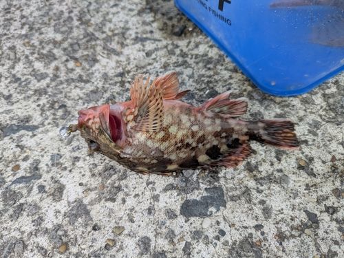 釣果