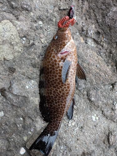 オオモンハタの釣果