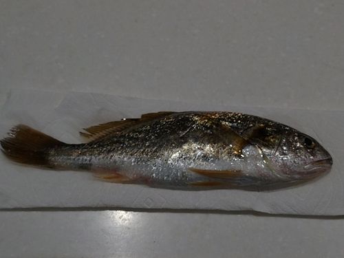 イシモチの釣果