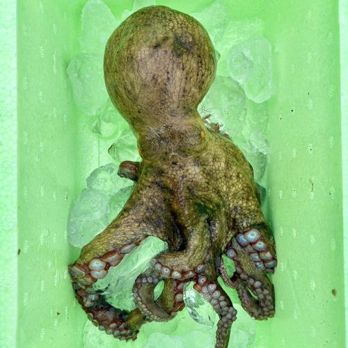 タコの釣果