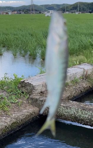 オイカワの釣果