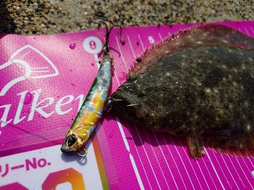 ソゲの釣果