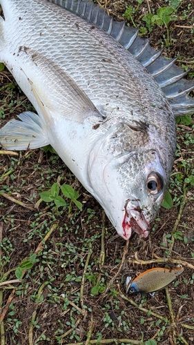 キビレの釣果