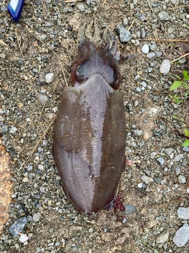 モンゴウイカの釣果