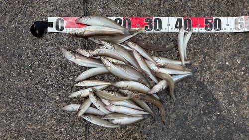 キスの釣果