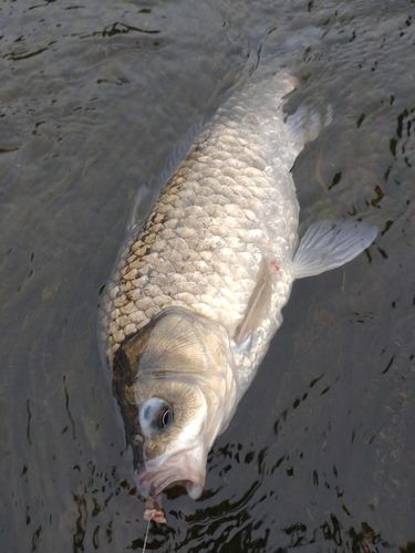 フナの釣果