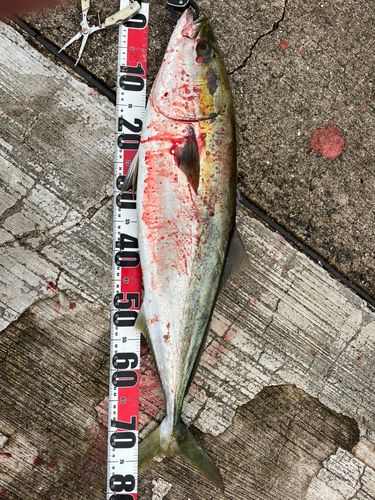 ブリの釣果