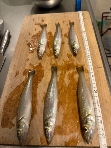 シロギスの釣果