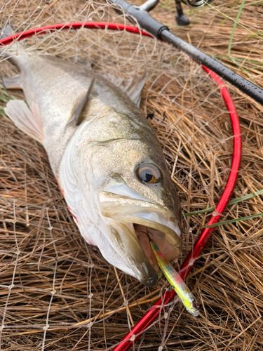 スズキの釣果