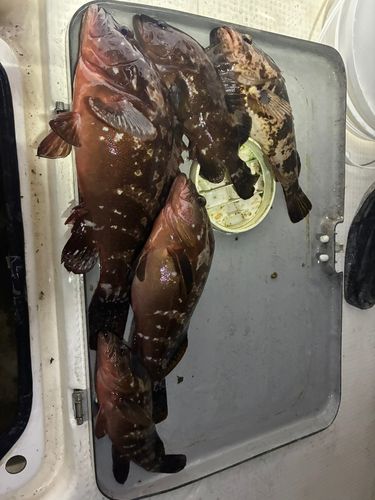 キジハタの釣果