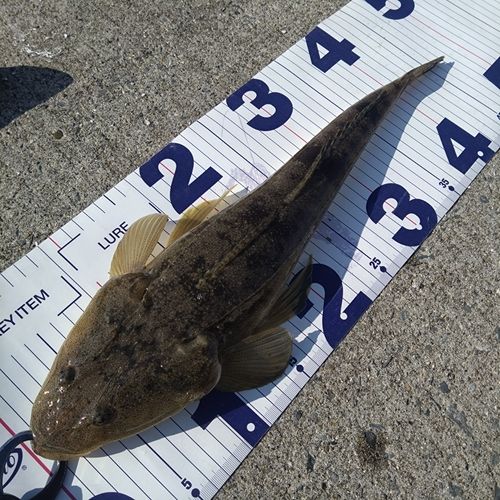 マゴチの釣果
