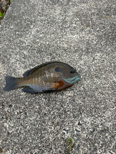 ブルーギルの釣果
