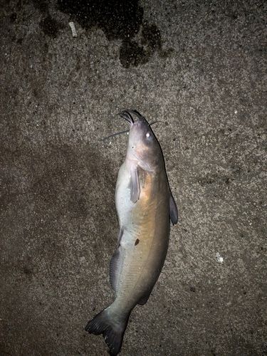 ナマズの釣果
